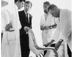 Vitra Panton Chair 27 Vitra Panton Chair -Form Living Shop panton chair verner panton vitra 11